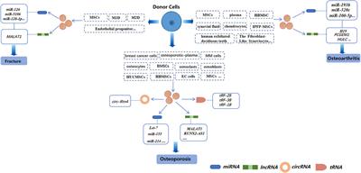 Role of Exosomal Non-Coding RNAs in Bone-Related Diseases